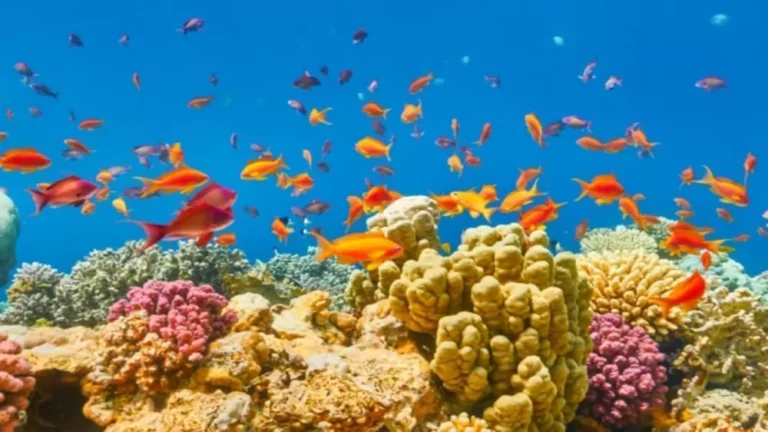 All Inclusive Почивка в Шарм ел Шейх - Лято-Есен 2026 - полет от София